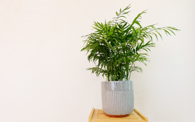 广元市区养生SPA会所